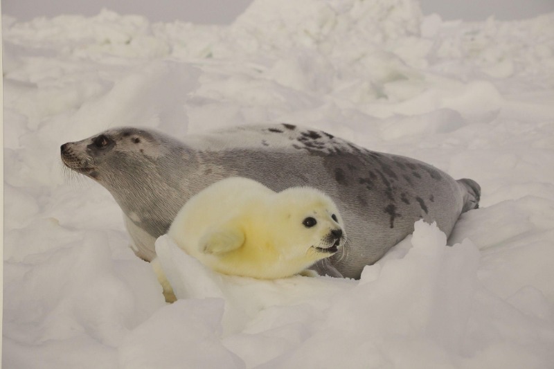 гренландский тюлень белек